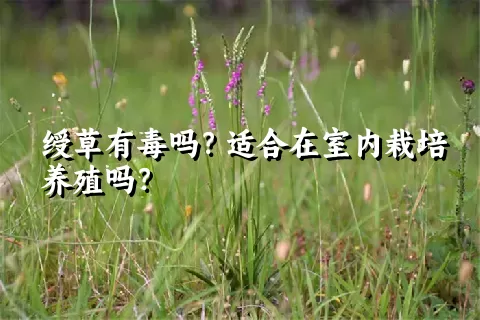 绶草有毒吗？适合在室内栽培养殖吗？