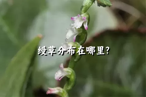 绶草分布在哪里?