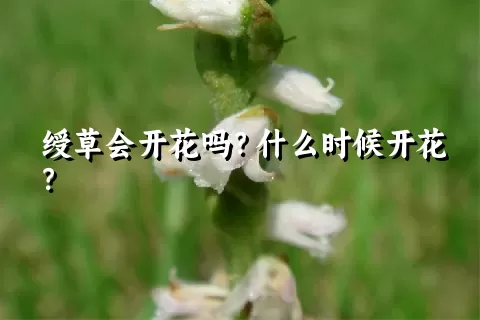 绶草会开花吗？什么时候开花？