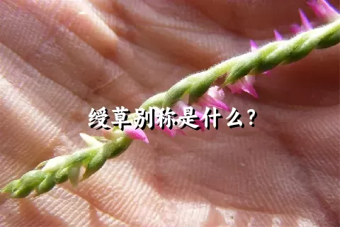 绶草别称是什么？