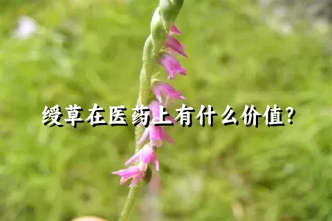 绶草在医药上有什么价值？