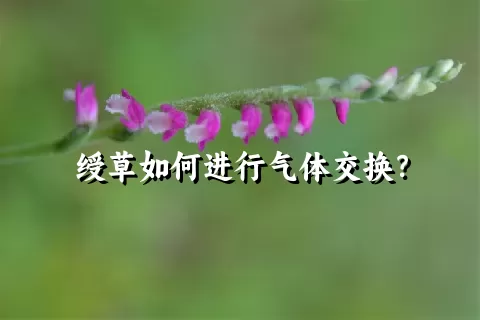 绶草如何进行气体交换？