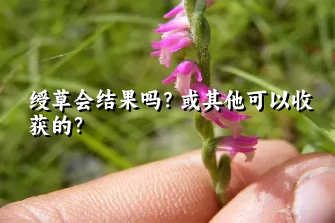 绶草会结果吗？或其他可以收获的？