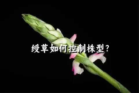 绶草如何控制株型？