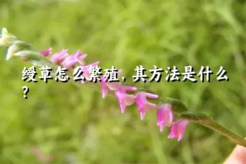 绶草怎么繁殖，其方法是什么？