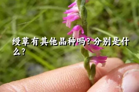 绶草有其他品种吗？分别是什么？