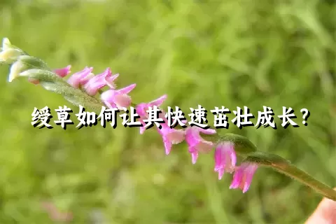 绶草如何让其快速茁壮成长？