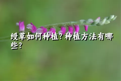 绶草如何种植？种植方法有哪些？