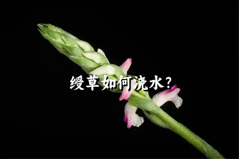 绶草如何浇水？