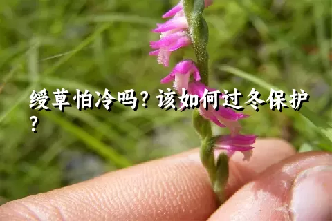 绶草怕冷吗？该如何过冬保护？