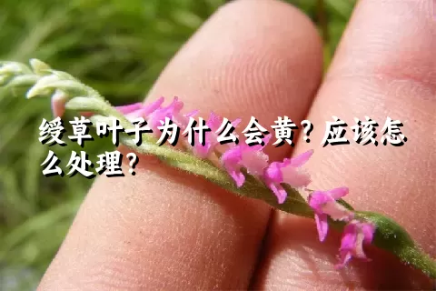 绶草叶子为什么会黄？应该怎么处理？