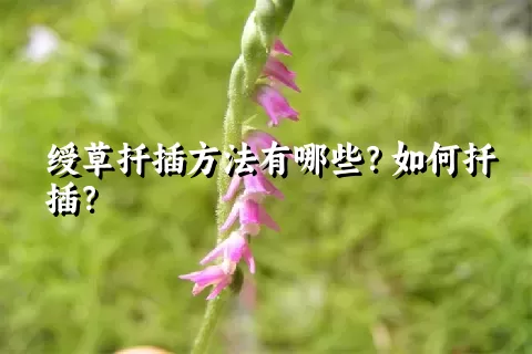 绶草扦插方法有哪些？如何扦插？