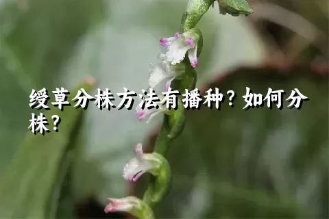 绶草分株方法有播种？如何分株？