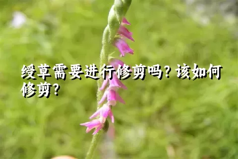 绶草需要进行修剪吗？该如何修剪？