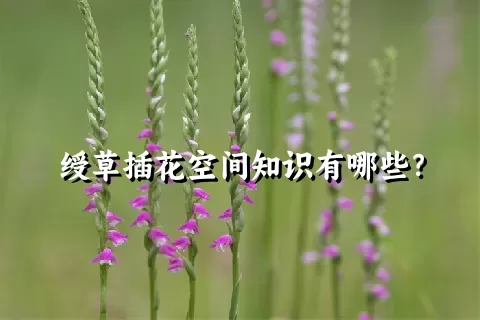 绶草插花空间知识有哪些？