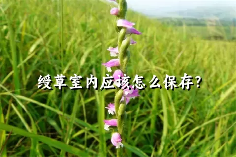 绶草室内应该怎么保存？