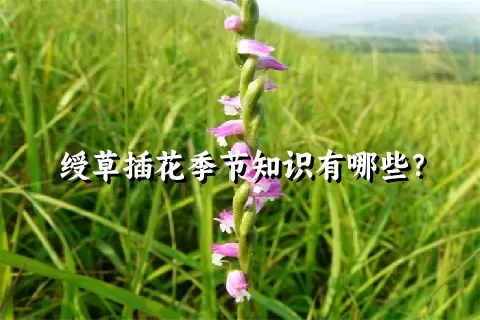 绶草插花季节知识有哪些？