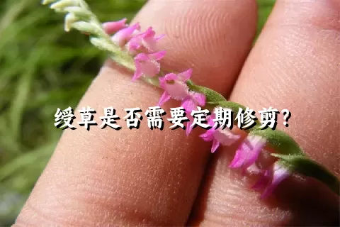 绶草是否需要定期修剪？