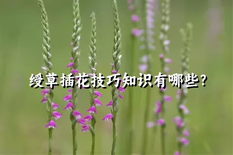 绶草插花技巧知识有哪些？