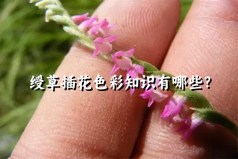 绶草插花色彩知识有哪些？