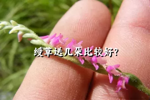 绶草送几朵比较好？