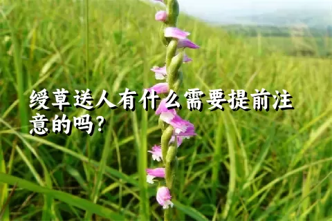 绶草送人有什么需要提前注意的吗？