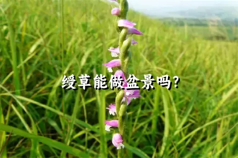 绶草能做盆景吗？