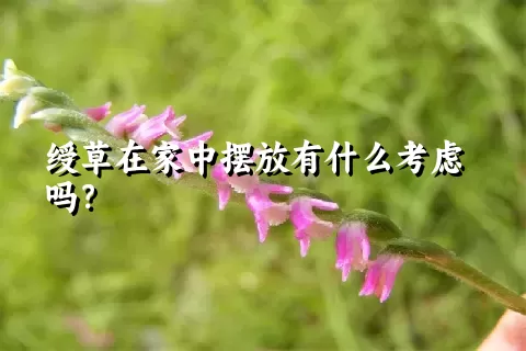 绶草在家中摆放有什么考虑吗？