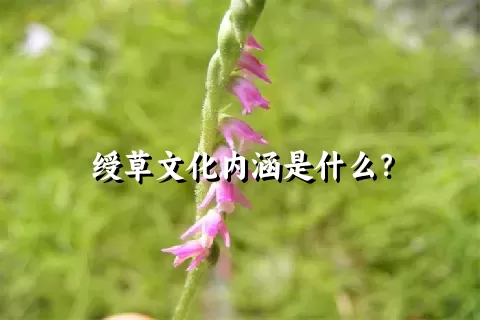 绶草文化内涵是什么？