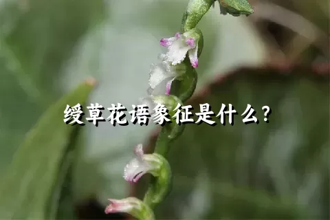 绶草花语象征是什么？