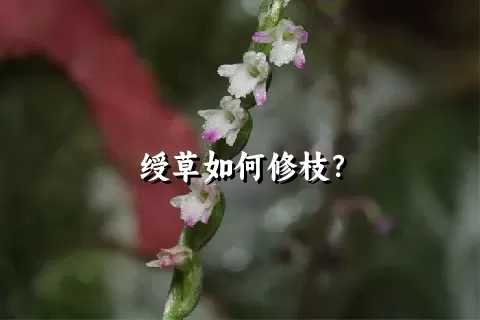 绶草如何修枝？