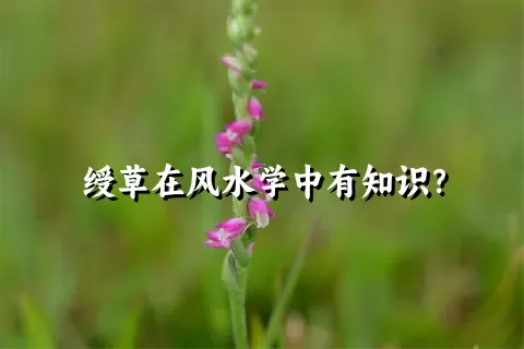 绶草在风水学中有知识？