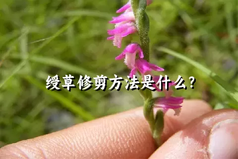 绶草修剪方法是什么？