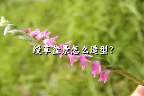 绶草盆景怎么造型？