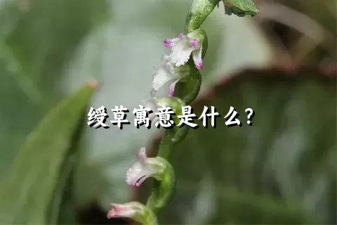 绶草寓意是什么？