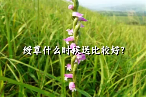 绶草什么时候送比较好？