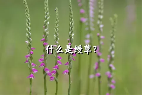 什么是绶草？