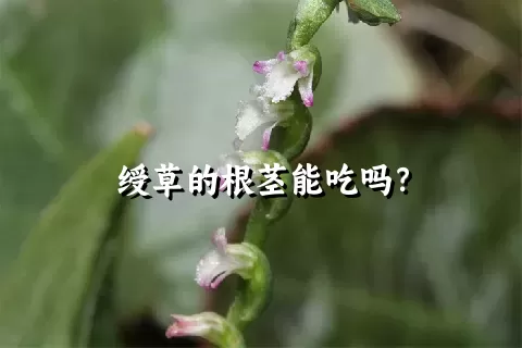 绶草的根茎能吃吗？