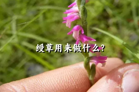 绶草用来做什么？