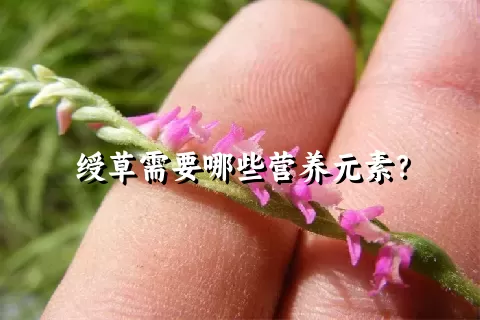 绶草需要哪些营养元素？