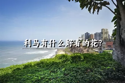 利马有什么好看的花？