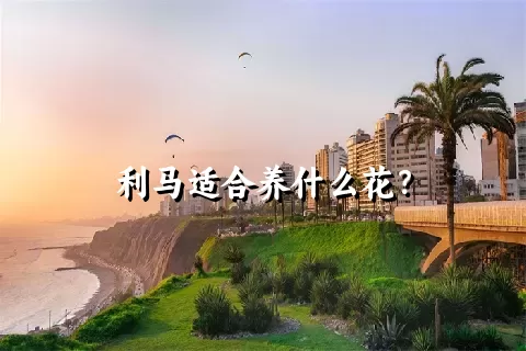 利马适合养什么花？