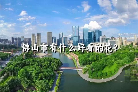 佛山市有什么好看的花？