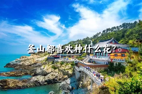 釜山都喜欢种什么花？