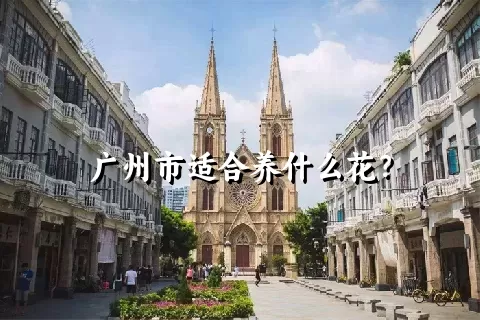 广州市适合养什么花？