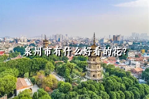 泉州市有什么好看的花？