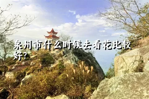 泉州市什么时候去看花比较好？