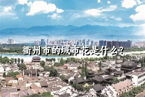 衢州市的城市花是什么？