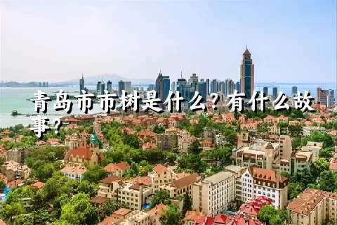 青岛市市树是什么？有什么故事？