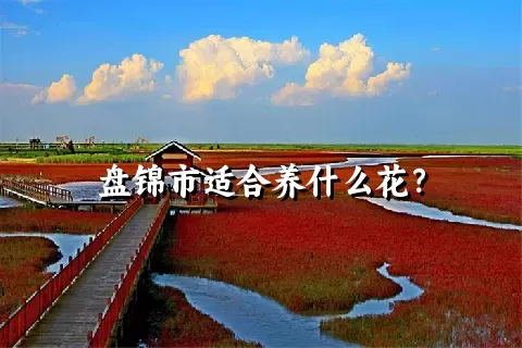 盘锦市适合养什么花？